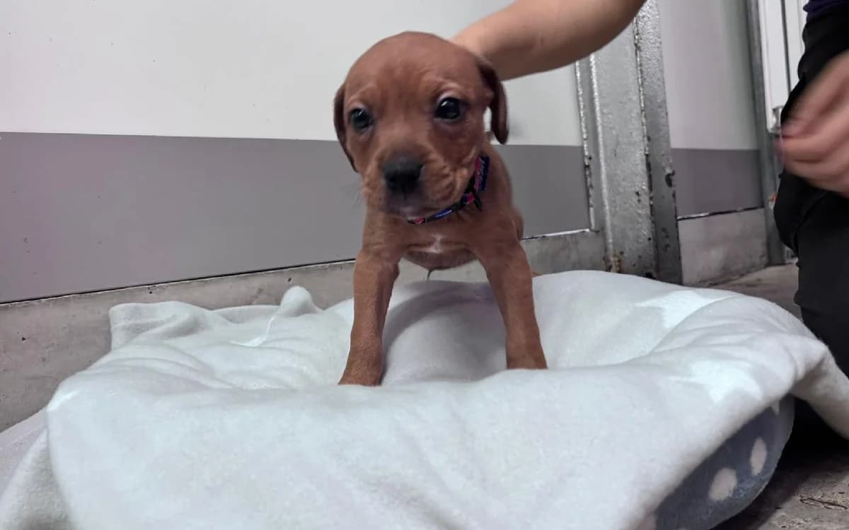 Redwing, male puppy Staffordshire Bull Terrier for adoption at SSPCA, Edinburgh