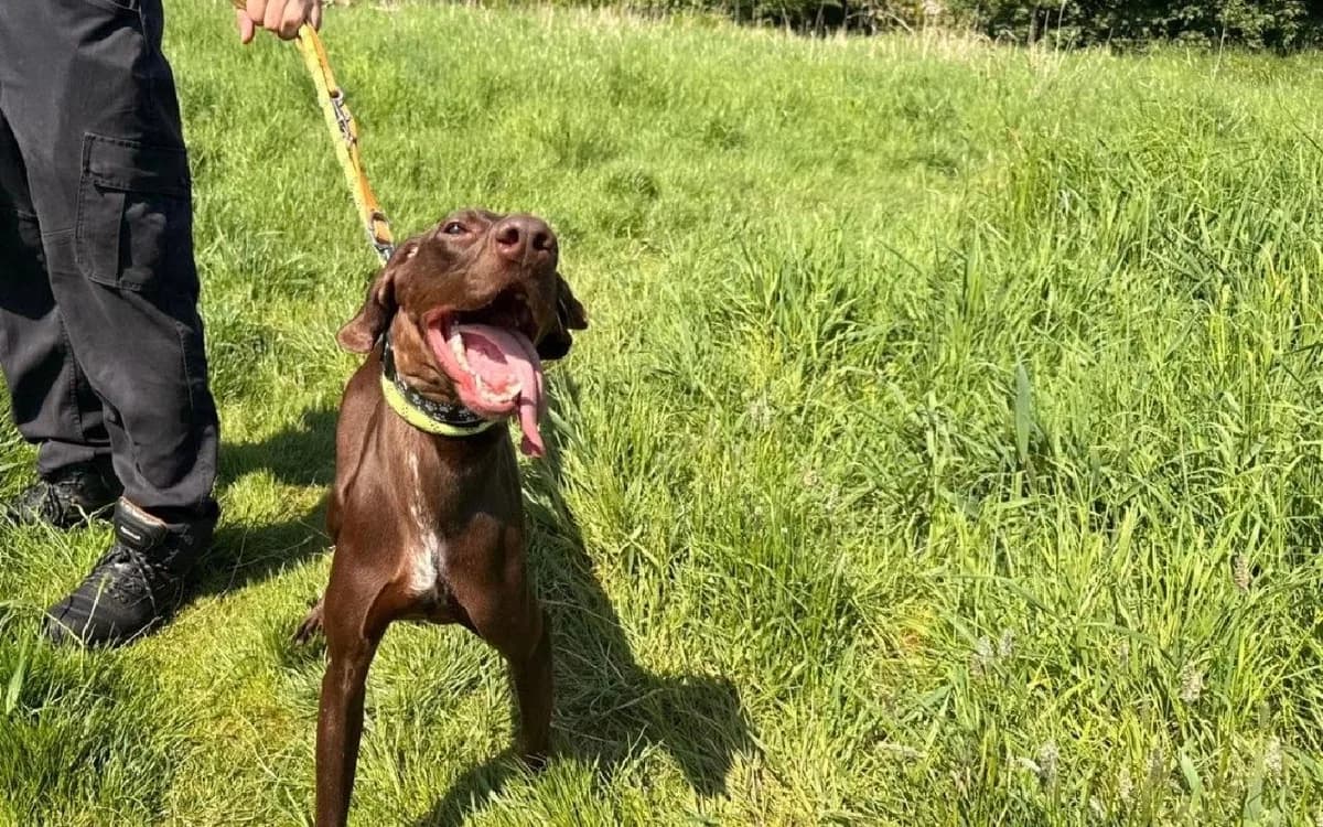 Phyllis, female young Pointer for adoption at SSPCA, Edinburgh