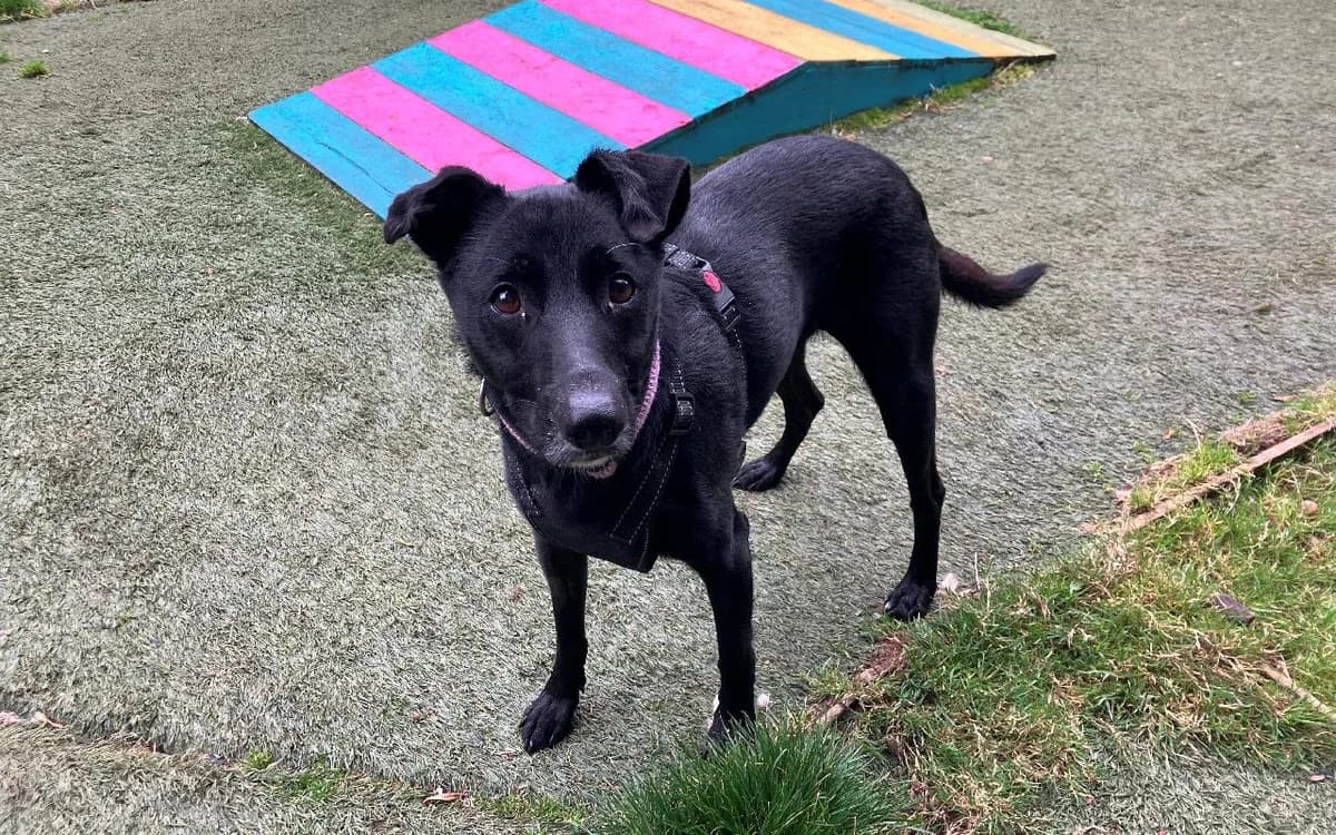 Ronnie, male senior Mixed Breed for adoption at SSPCA, Edinburgh