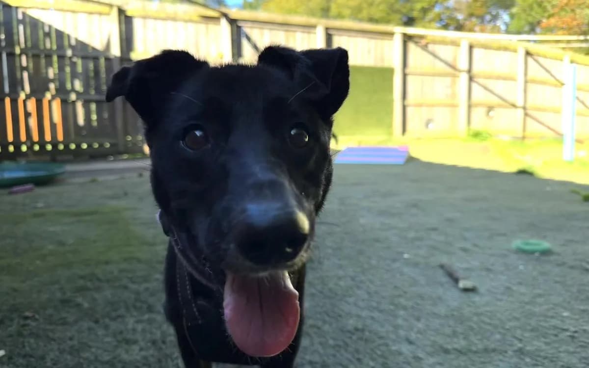 Ronnie, male senior Mixed Breed for adoption at SSPCA, Edinburgh