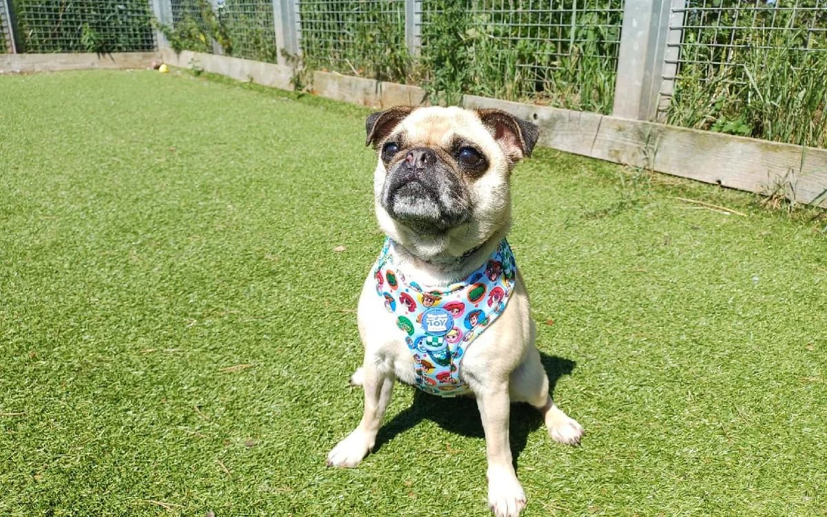 Pixie, female 5yo Pug for adoption at SSPCA, Edinburgh