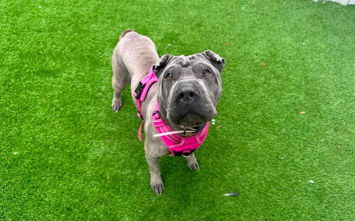 Marshmallow, female 3yo Shar Pei for adoption at SSPCA, Edinburgh