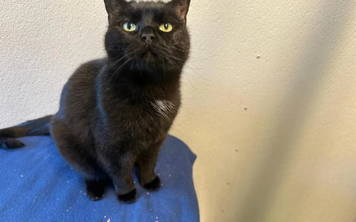 Sheldon and Leonard, male senior Mixed Breed Cat for adoption at SSPCA, Edinburgh