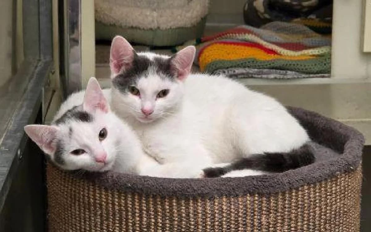 Holstein Paired with Dexter, male puppy Mixed Breed Cat for adoption at SSPCA, Edinburgh