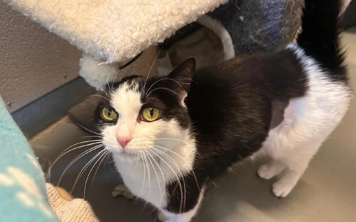 Minnie, female young Mixed Breed Cat for adoption at SSPCA, Edinburgh