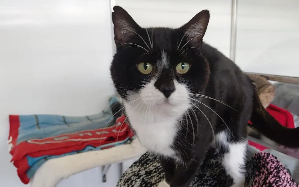 Malky, male senior Mixed Breed Cat for adoption at SSPCA, Edinburgh