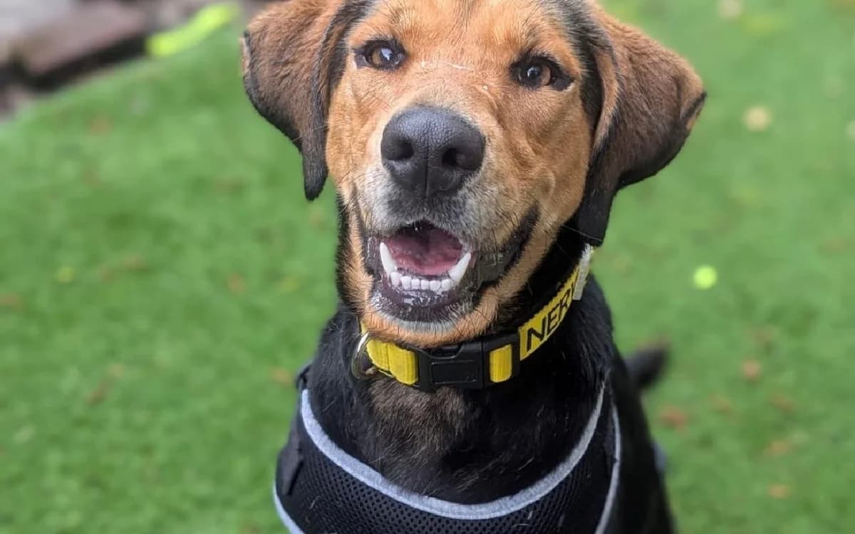 Aurora, female young mixed breed for adoption at SSPCA, Edinburgh