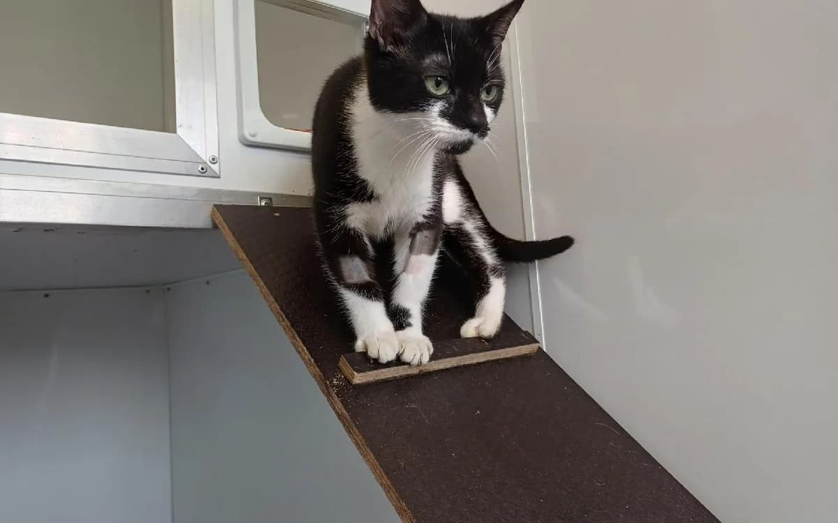 Zac, male puppy Mixed Breed Cat for adoption at SSPCA, Edinburgh