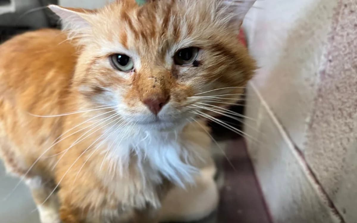 Mango, male young Mixed Breed Cat for adoption at SSPCA, Edinburgh