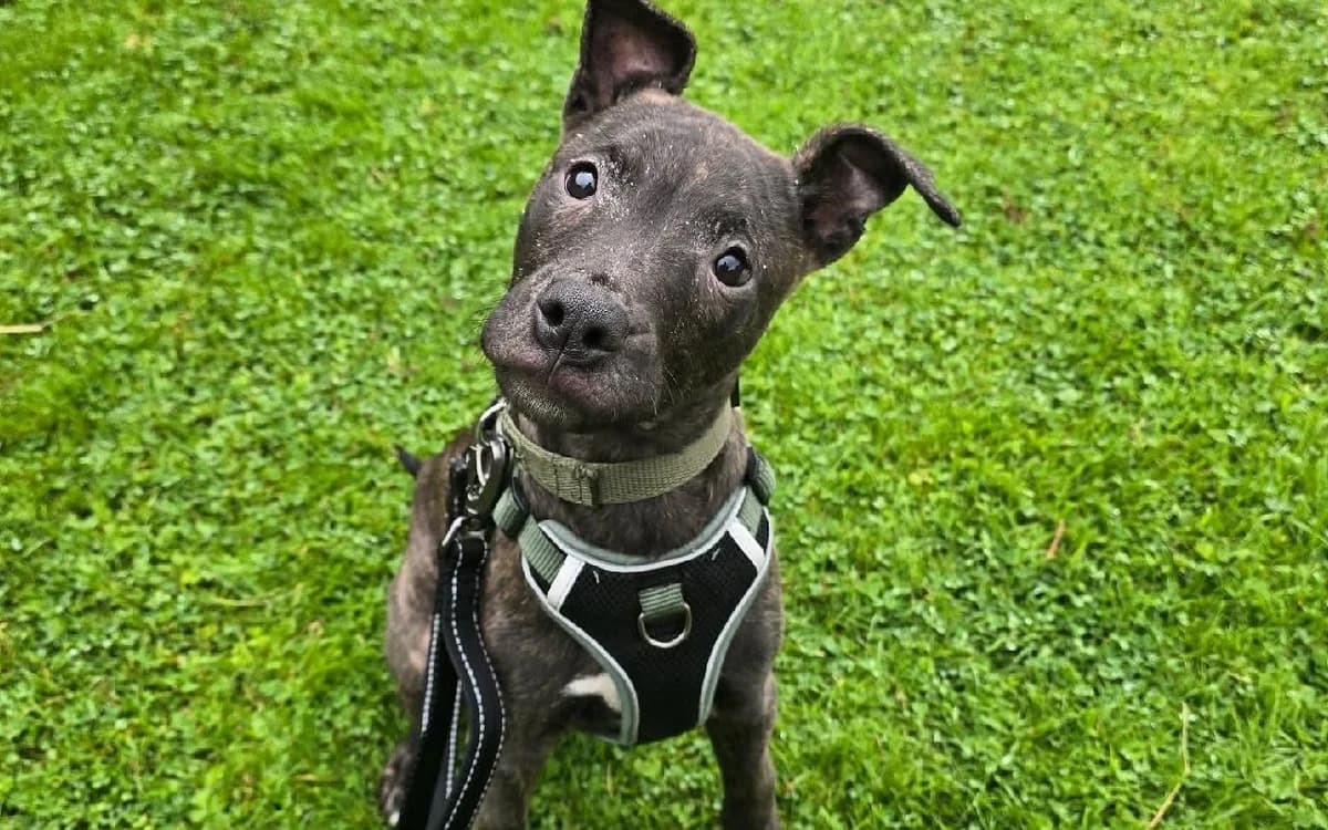 Vince, male puppy Lurcher for adoption at SSPCA, Edinburgh