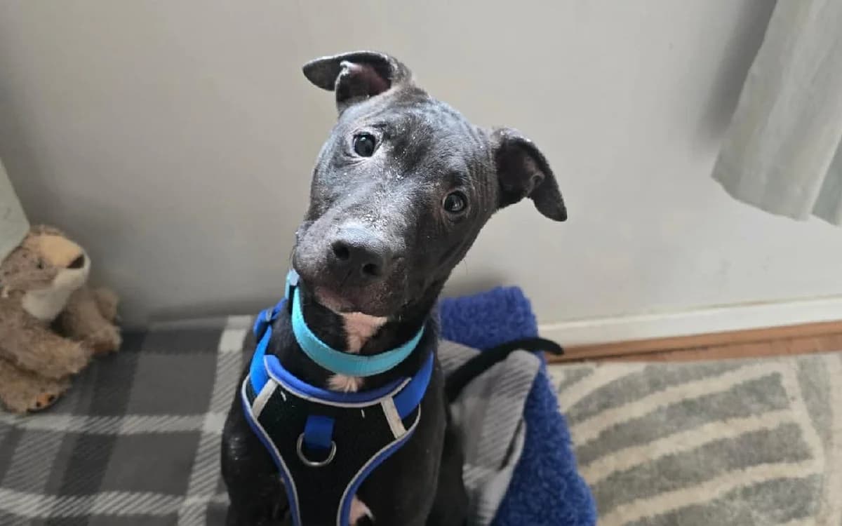 Buscemi, male puppy Lurcher for adoption at SSPCA, Edinburgh