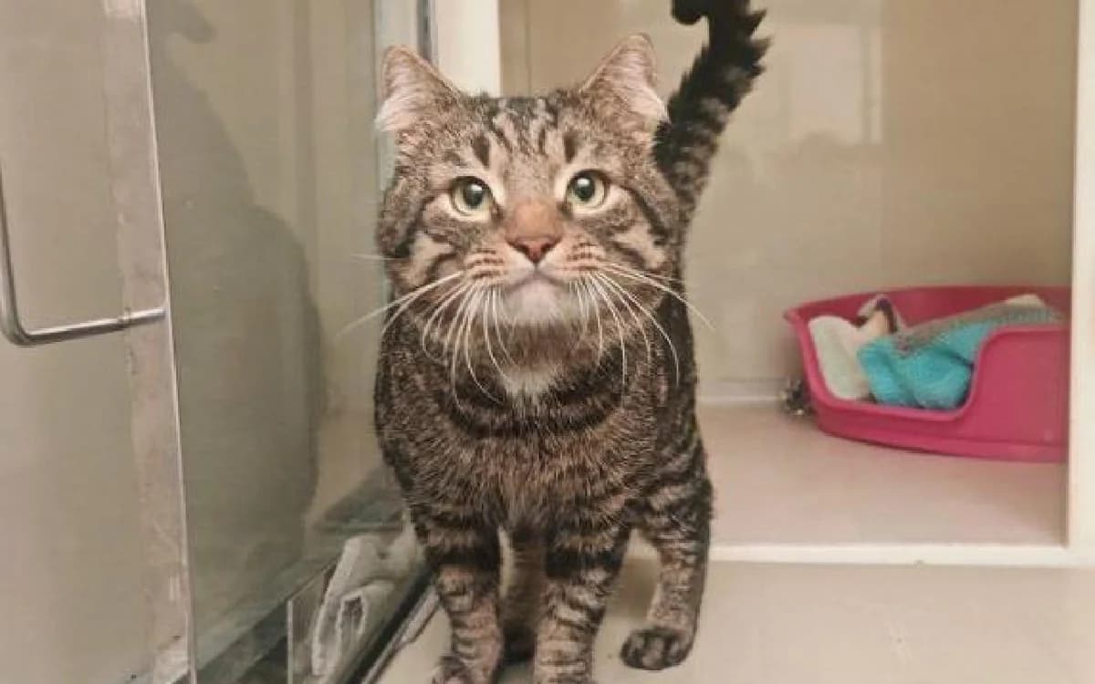 Ryle, male 5yo Mixed Breed Cat for adoption at SSPCA, Edinburgh