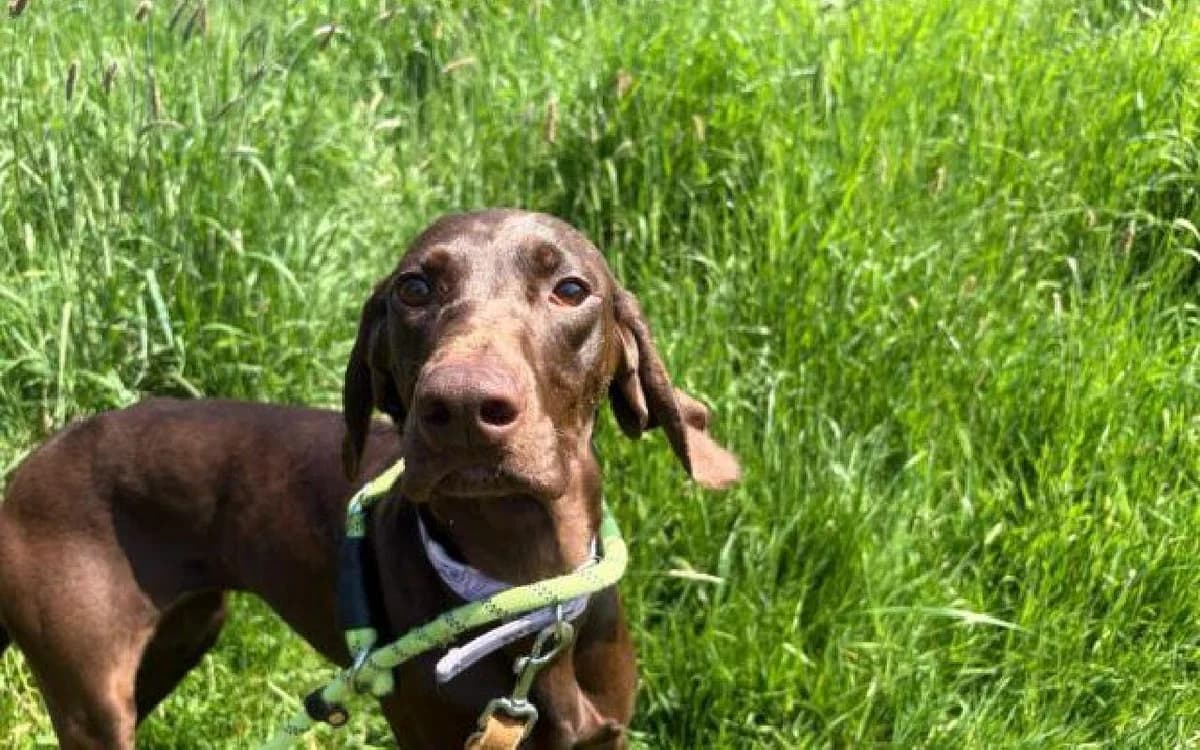 Kelly, female young Pointer for adoption at SSPCA, Edinburgh