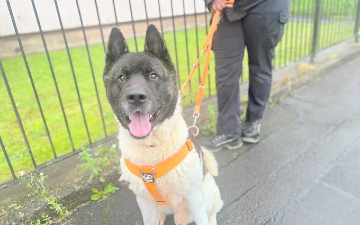 Knuckles, male senior Akita for adoption at SSPCA, Edinburgh