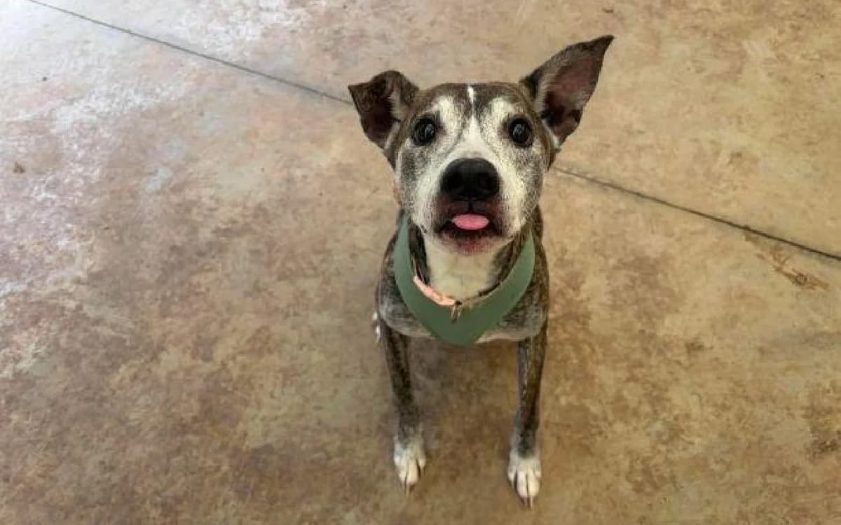 Harley Quinn, female 6yo Mixed Breed for adoption at SSPCA, Edinburgh