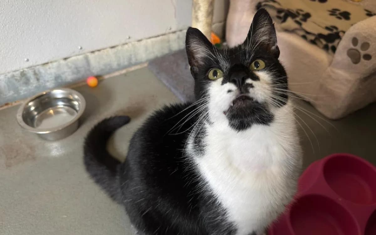 Potato, male senior Mixed Breed Cat for adoption at SSPCA, Edinburgh