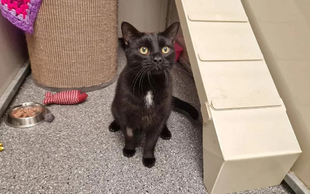 Snowy, male young Mixed Breed Cat for adoption at SSPCA, Edinburgh