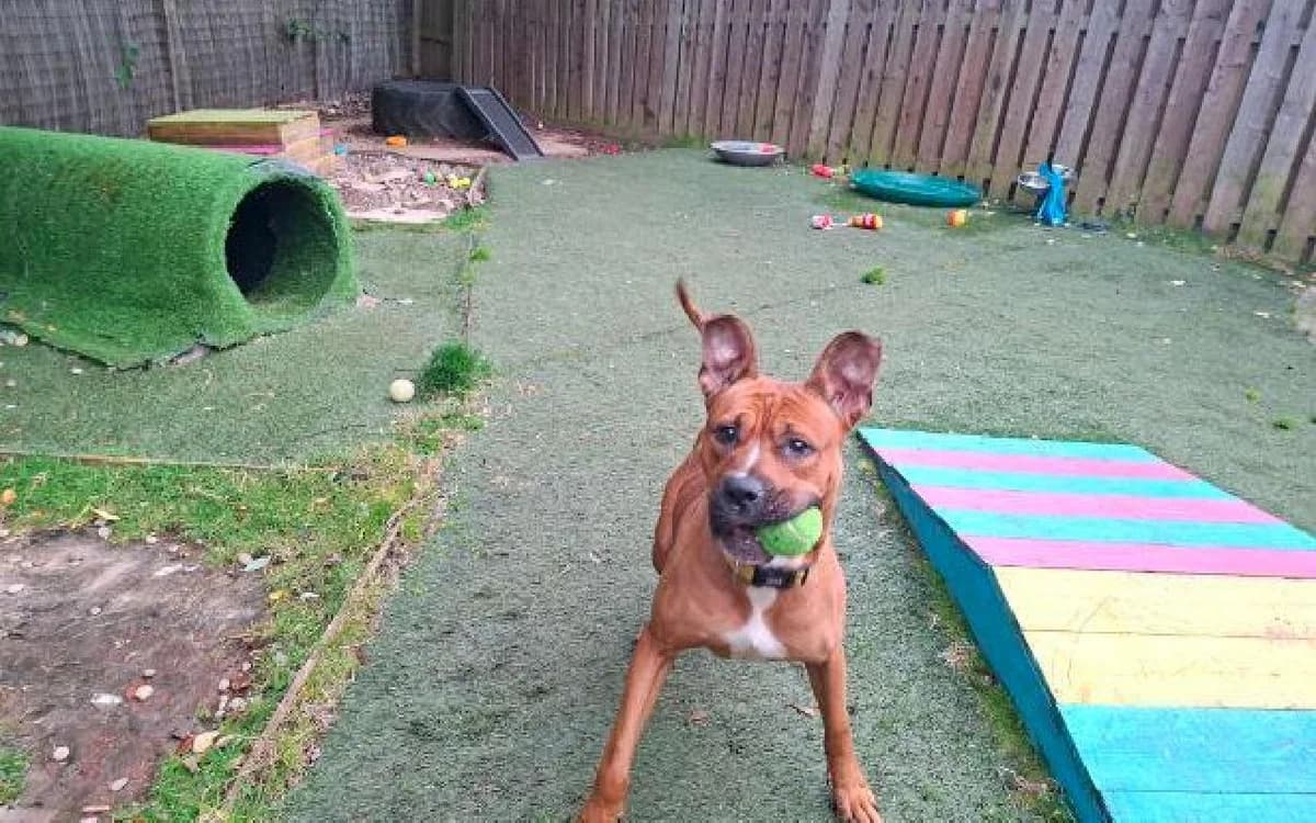 Bowser, male young Mixed Breed for adoption at SSPCA, Edinburgh