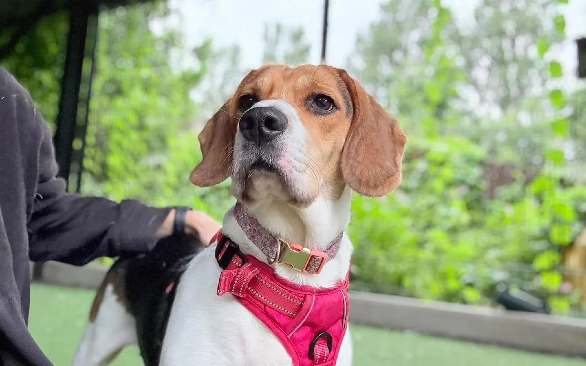 Mika & Snoop, male 4yo Beagle for adoption at SSPCA, Edinburgh