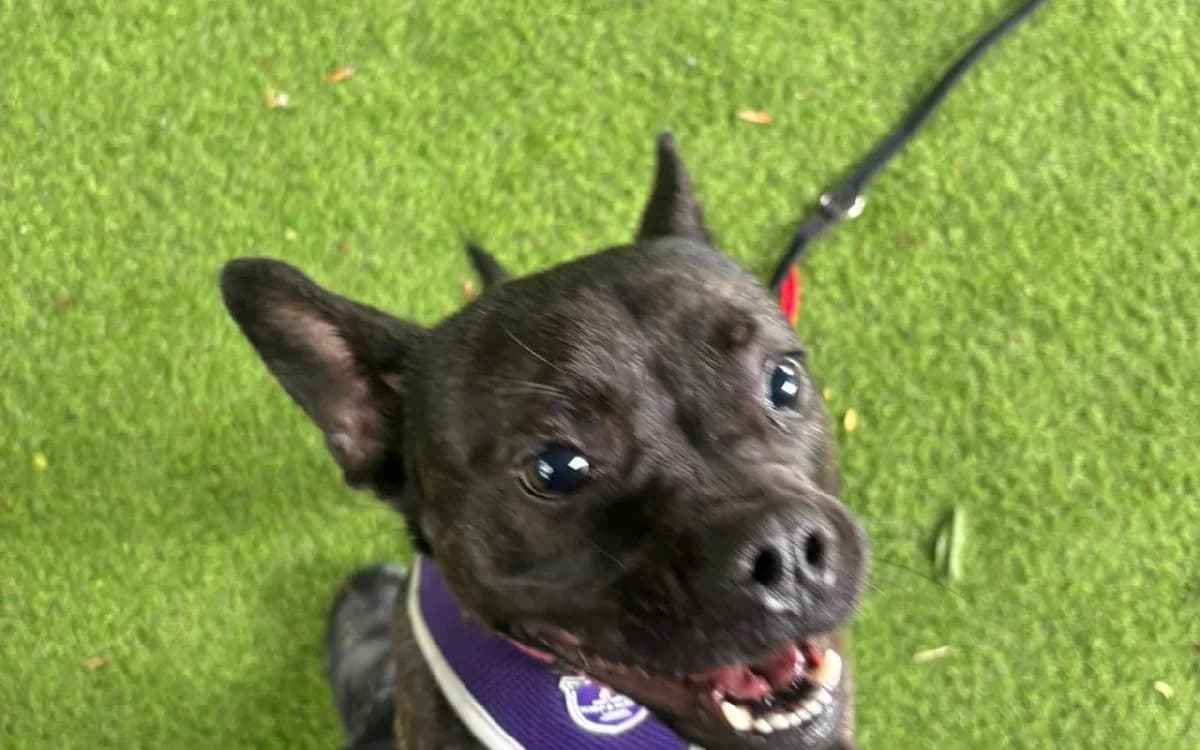 Angel, female young Staffordshire Bull Terrier for adoption at SSPCA, Edinburgh