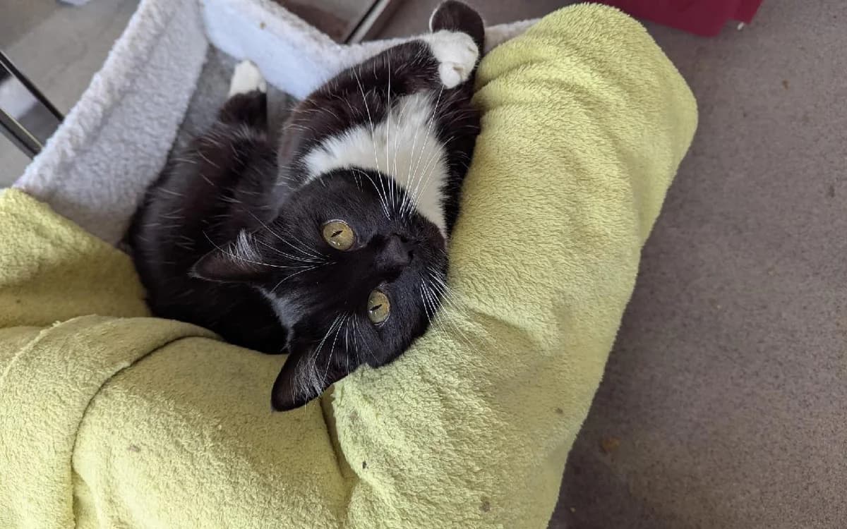 Pepsi, female senior Mixed Breed Cat for adoption at SSPCA, Edinburgh