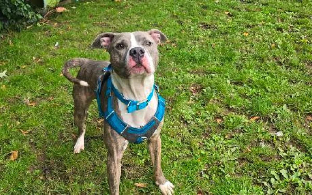 Kevin, male 3yo Staffordshire Bull Terrier for adoption at SSPCA, Edinburgh
