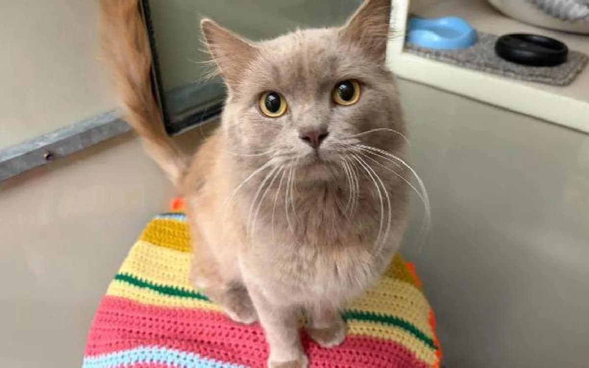 Ollie, male young Mixed Breed Cat for adoption at SSPCA, Edinburgh