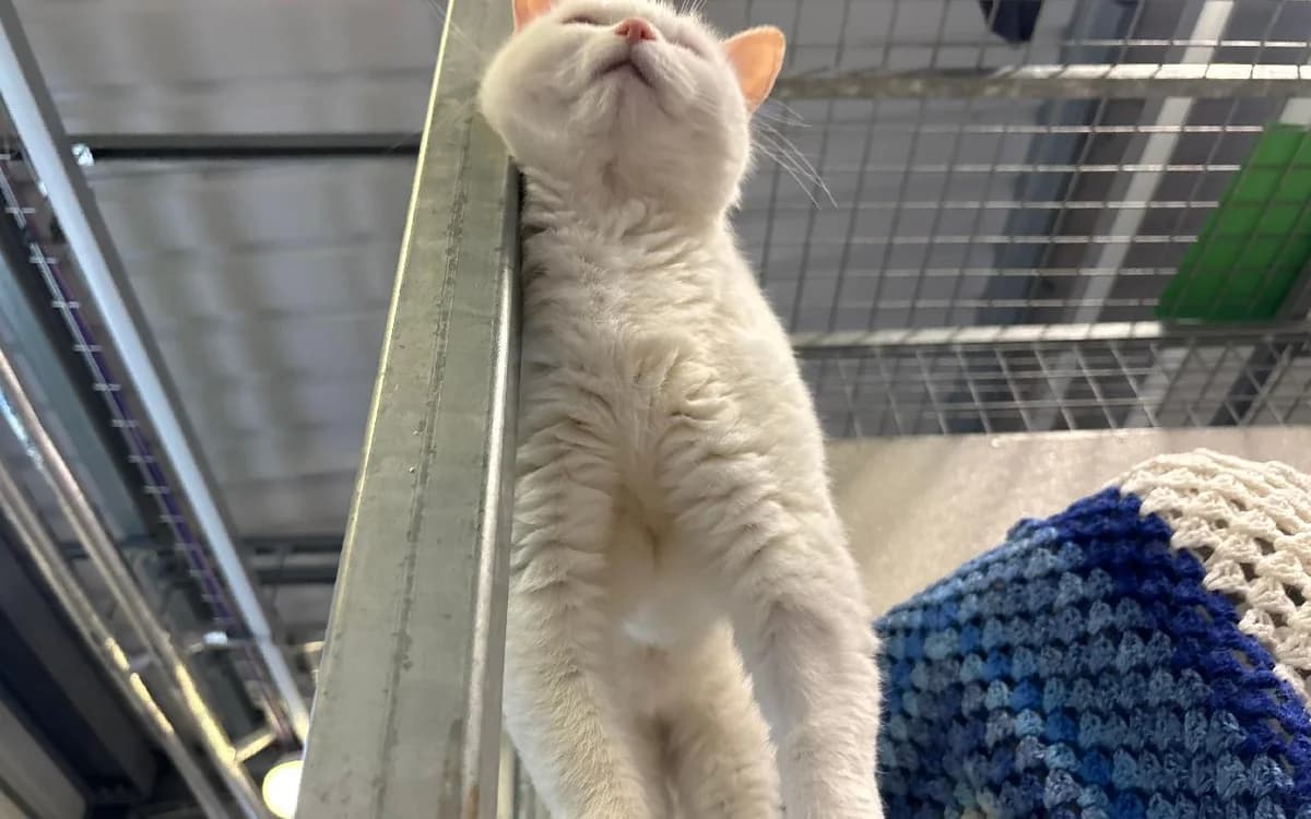 Ricotta, female senior Mixed Breed Cat for adoption at SSPCA, Edinburgh
