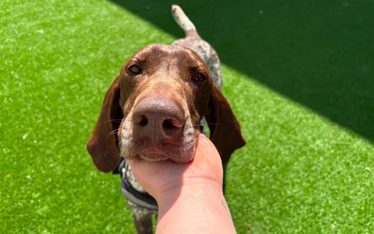Eros, male 6yo Pointer for adoption at SSPCA, Edinburgh