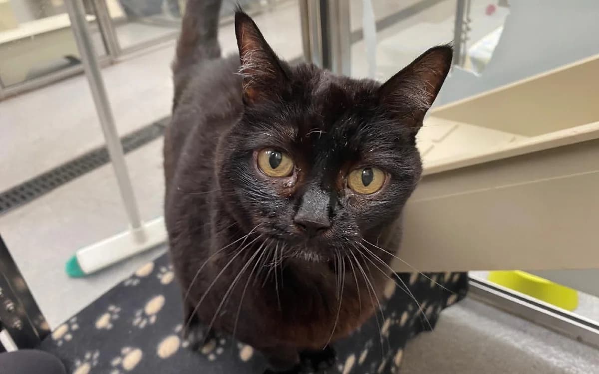 Izzy, female senior Mixed Breed Cat for adoption at SSPCA, Edinburgh