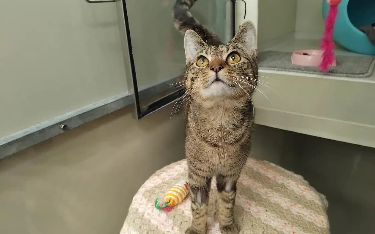 Toulouse, female young Mixed Breed Cat for adoption at SSPCA, Edinburgh