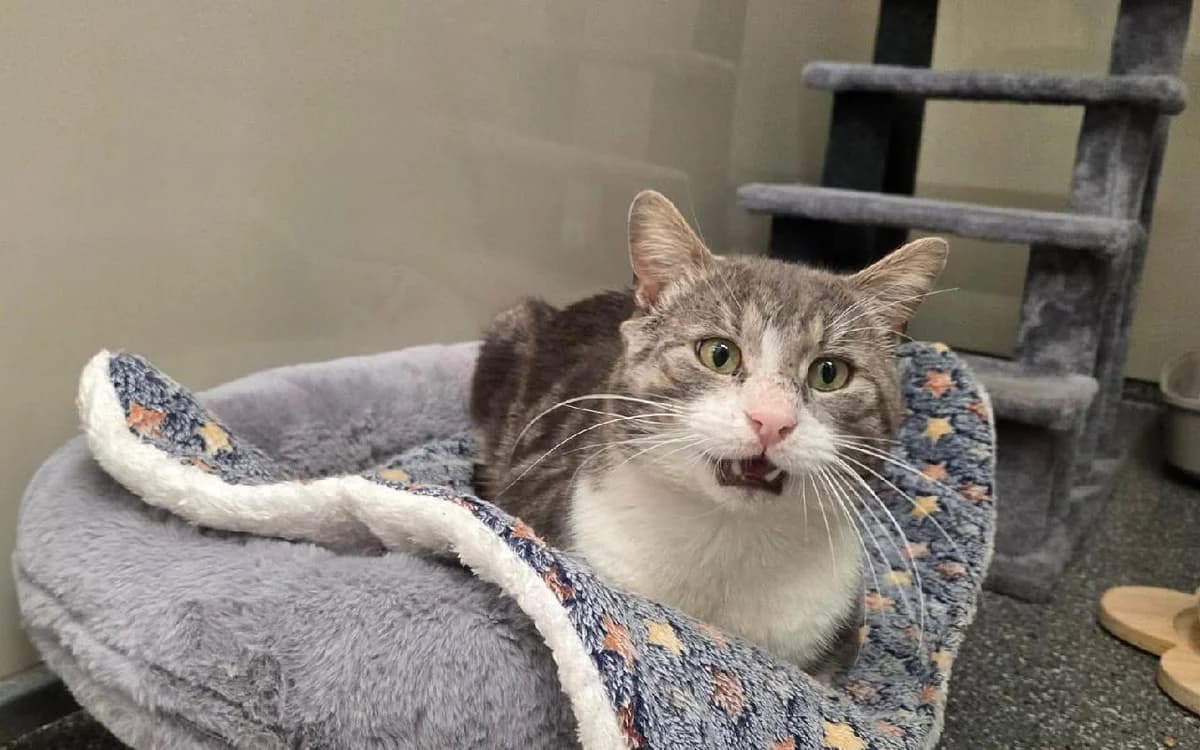 Zane, male Mixed Breed Cat for adoption at SSPCA, Edinburgh