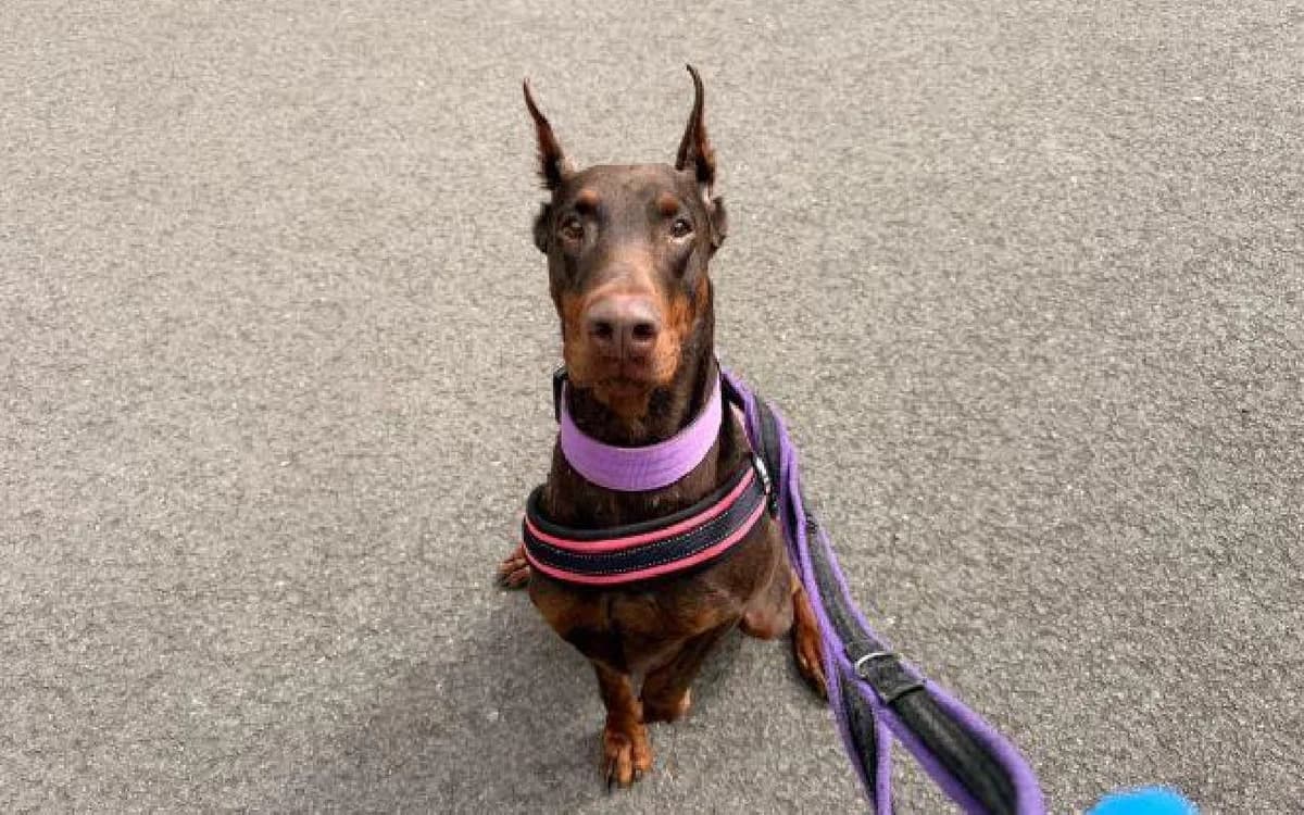 Cali, female 3yo Doberman for adoption at SSPCA, Edinburgh
