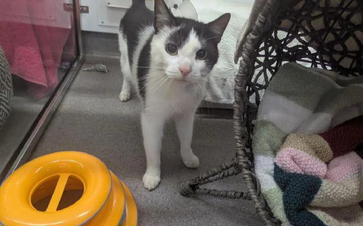 Tierney, male 4yo Mixed Breed Cat for adoption at SSPCA, Edinburgh