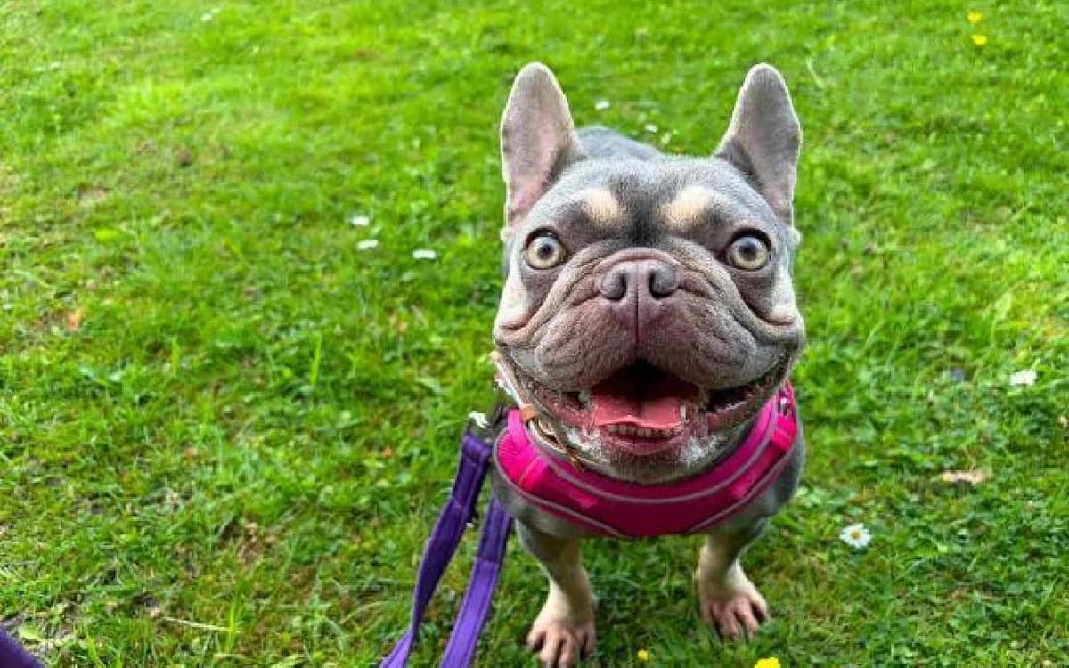 Paris, female 3yo English Bulldog for adoption at SSPCA, Edinburgh