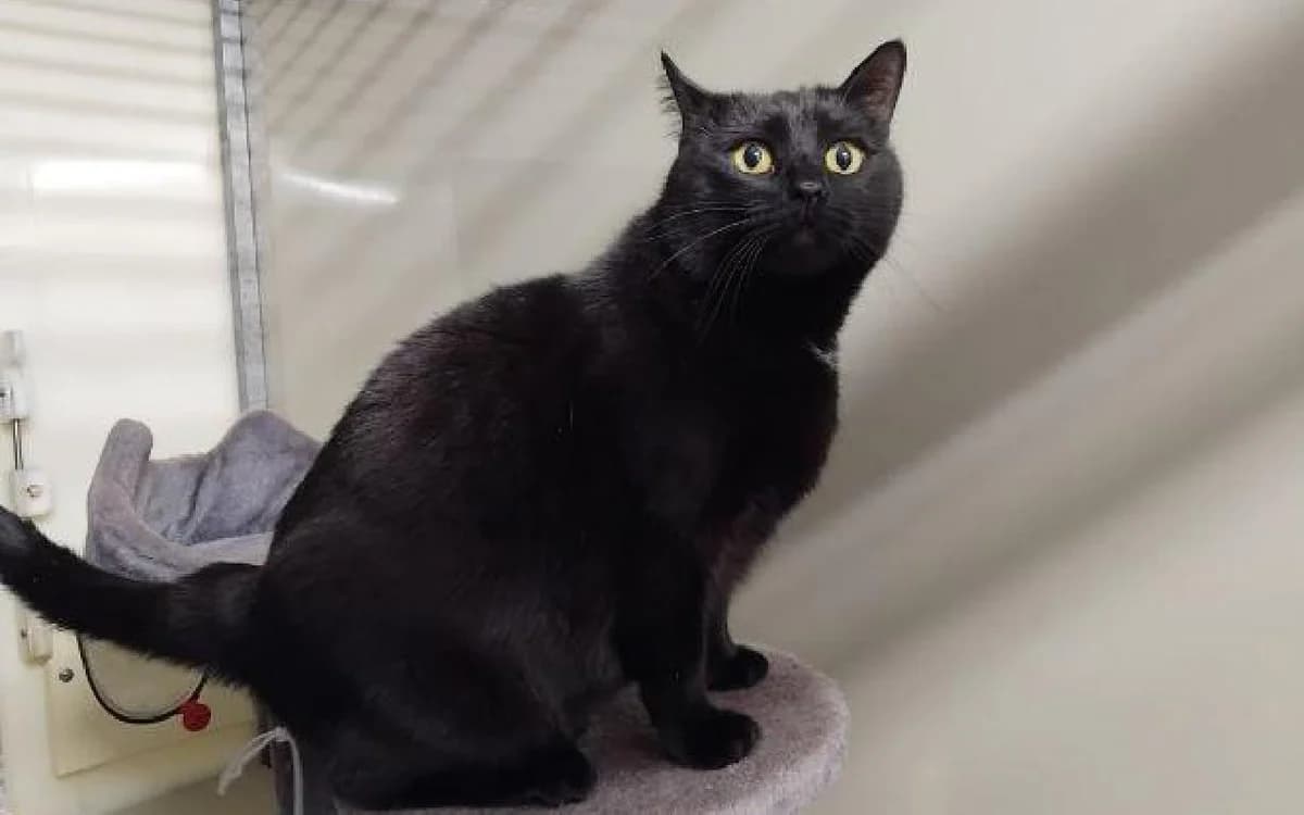 Salem, female 4yo Mixed Breed Cat for adoption at SSPCA, Edinburgh