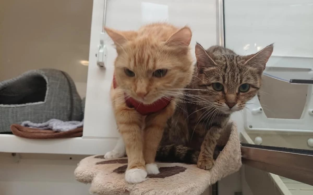 Biscuit & Waffles, female puppy Mixed Breed Cat for adoption at SSPCA, Edinburgh