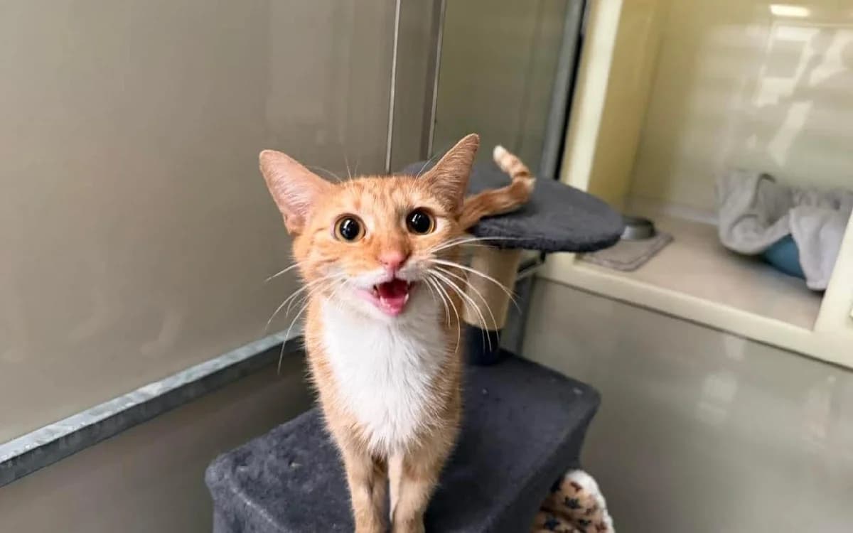 Tails, female young Mixed Breed Cat for adoption at SSPCA, Edinburgh