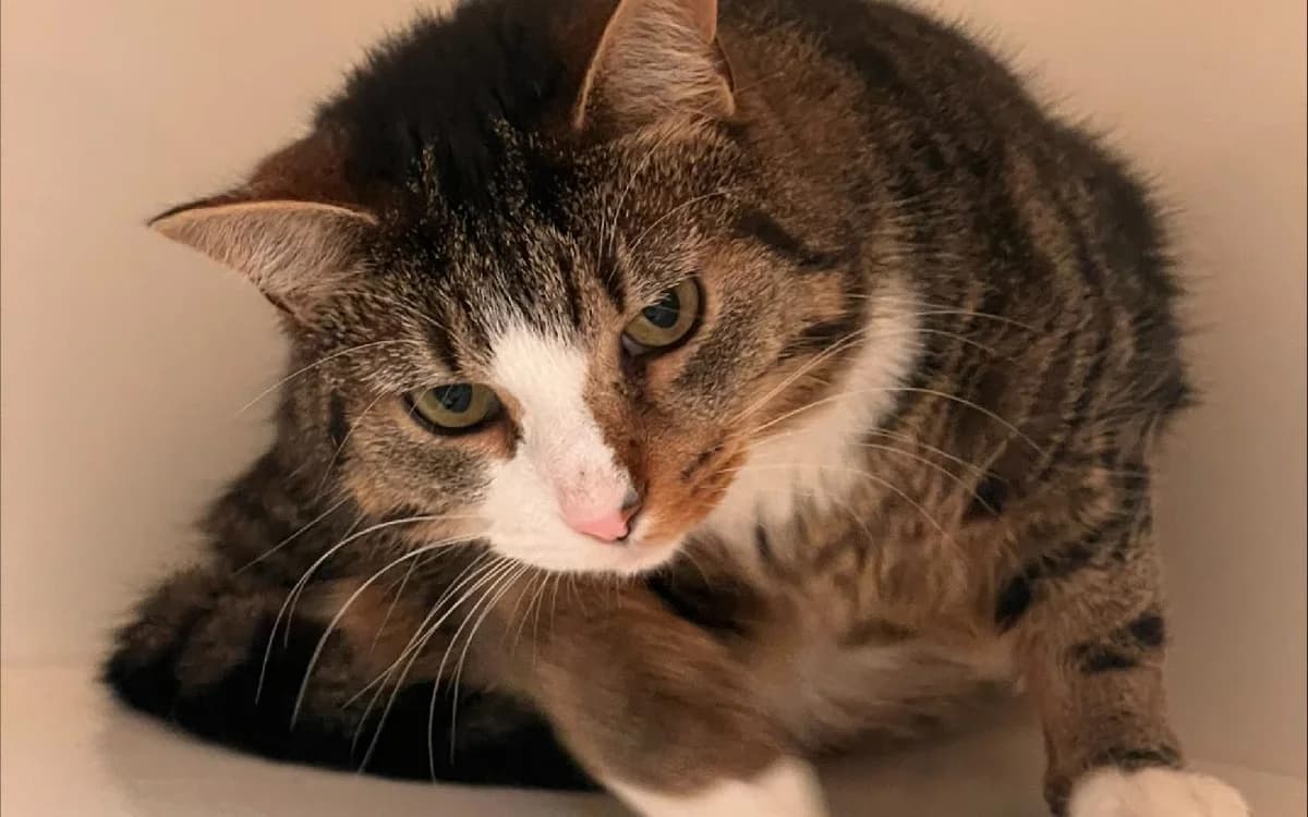 Skittle, female young Mixed Breed Cat for adoption at SSPCA, Edinburgh