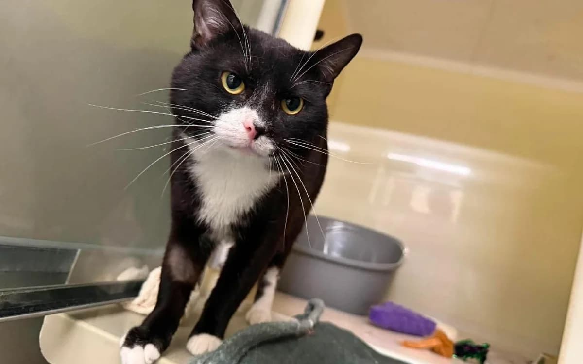 Dreadlock, male young Mixed Breed Cat for adoption at SSPCA, Edinburgh