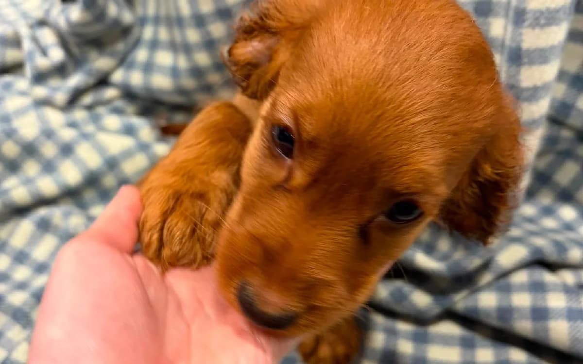 Treasure, female puppy mixed breed for adoption at SSPCA, Edinburgh