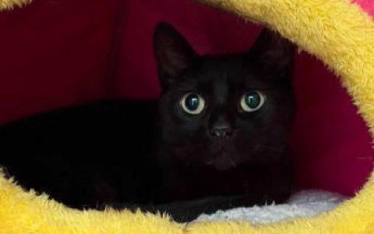 Pepper, female 7yo Mixed Breed Cat for adoption at SSPCA, Edinburgh