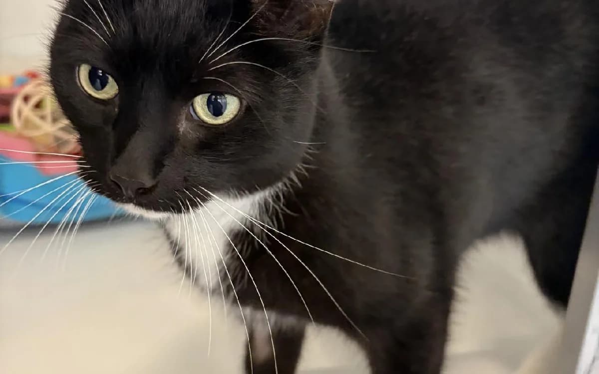 Mo, male 7yo Mixed Breed Cat for adoption at SSPCA, Edinburgh