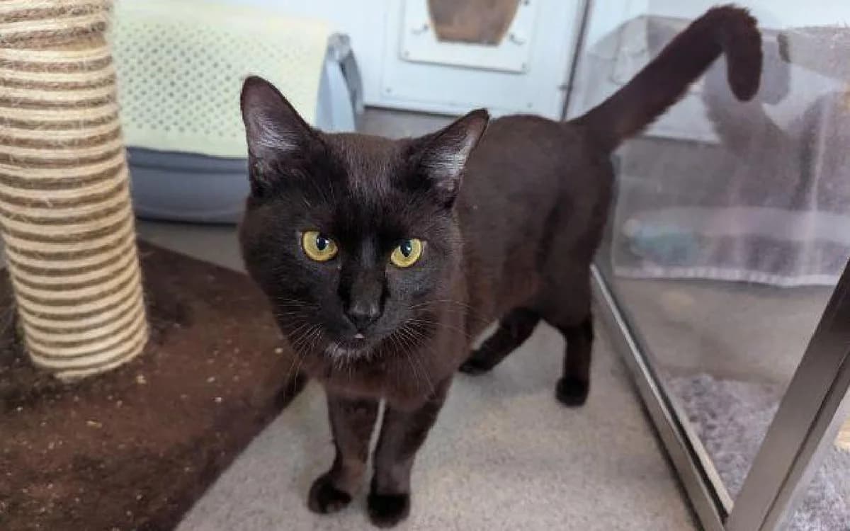 Bageera, male 3yo Mixed Breed Cat for adoption at SSPCA, Edinburgh