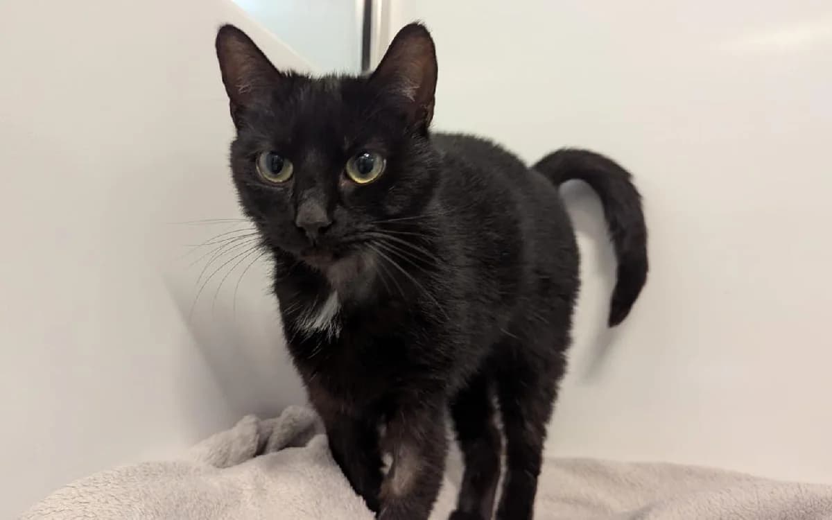 Lola, female young Mixed Breed Cat for adoption at SSPCA, Edinburgh