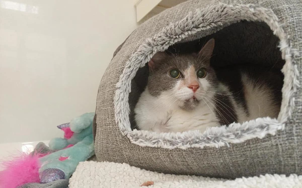 Millie, female senior Mixed Breed Cat for adoption at SSPCA, Edinburgh