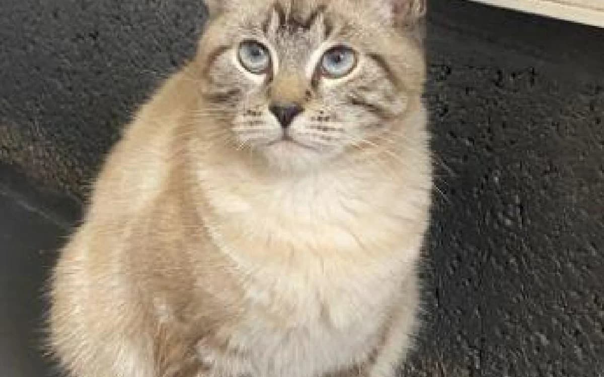 Deacon, male puppy Ragdoll for adoption at SSPCA, Edinburgh