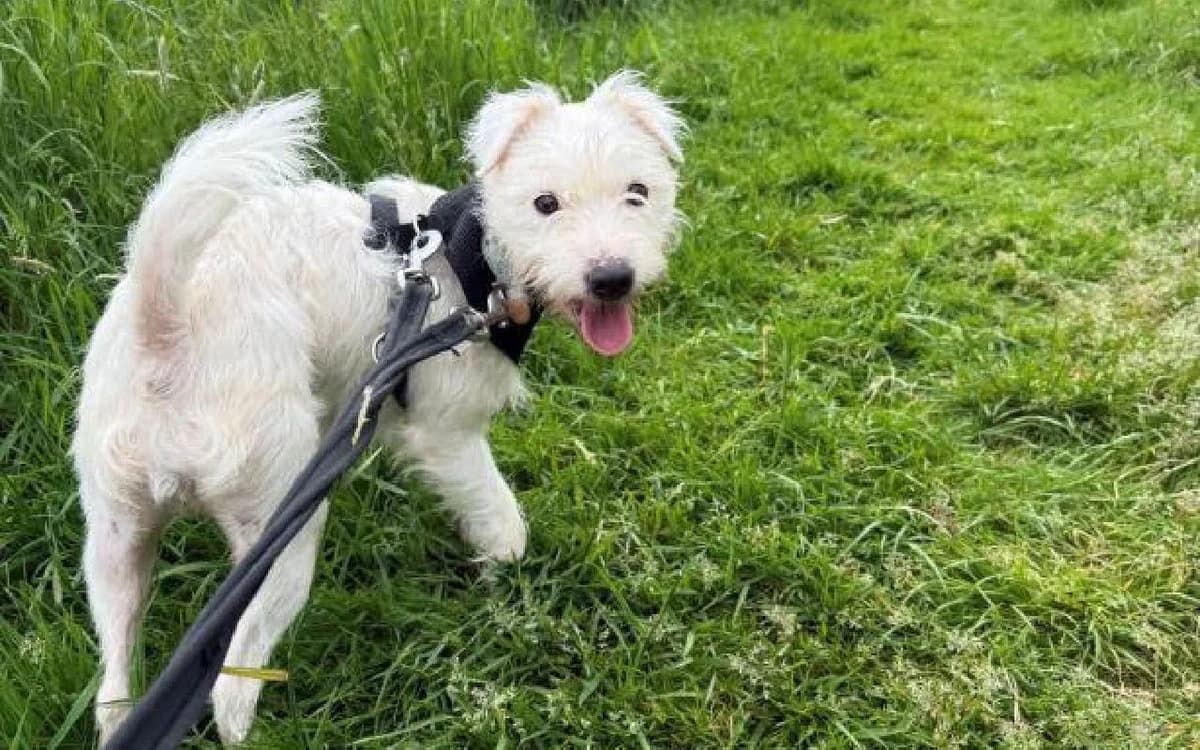 Mirana, female young West Highland White Terrier for adoption at SSPCA, Edinburgh
