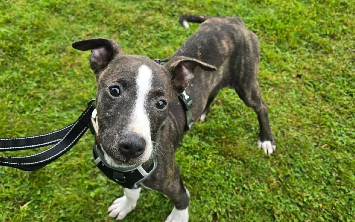 Quentin, male puppy Lurcher for adoption at SSPCA, Edinburgh
