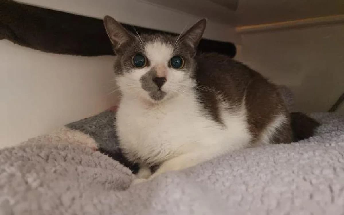Rain, female young Mixed Breed Cat for adoption at SSPCA, Edinburgh